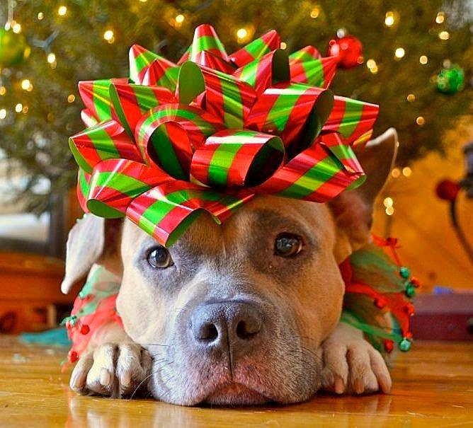 “Make a List and Check It Twice” When Selecting Pet-Care Services this Holiday Season