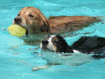 Keeping Your Dog Safe in the Water