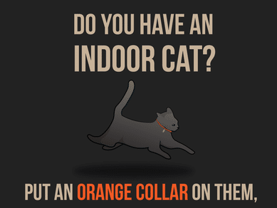 Cat Outdoors Wearing Orange Collar = Lost Indoor Cat