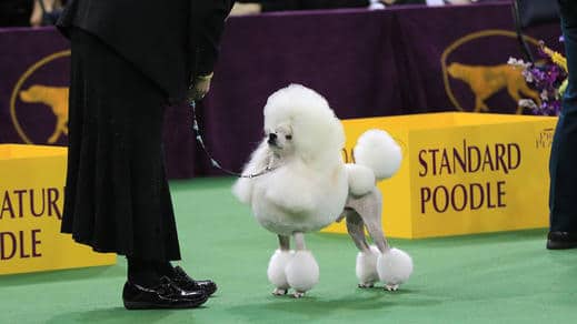 The 142nd Annual Westminster Kennel Club Dog Show
