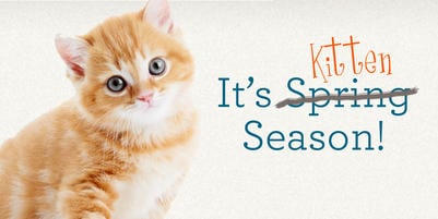 It’s Kitten Season—AGAIN