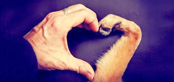 Protecting Your Dog’s Paws