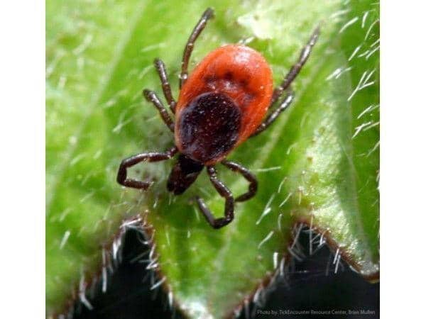 Powassan Tick-Borne Virus Worse Than Lyme Disease