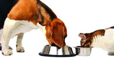 Properly Cleaning Pet Food Bowls