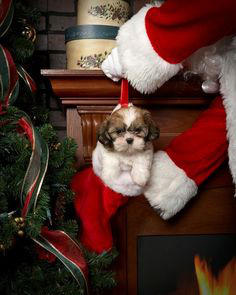 Pets for Christmas? Things To Consider Before You Gift‏