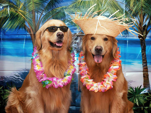 Travel Plans This Summer? Book Your Pet Sitting Reservations NOW!