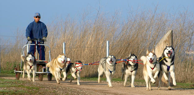 Urban Mushing in NYC? Canines Answer Call of the Wild