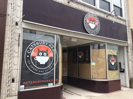 Catsbury Park  Cat  Caf  opens in NJ Happy at Home