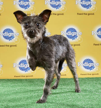PUPPY BOWL XIII will feature 3 Pups with Special Needs