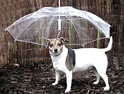 Rainy Day Dogs – It all starts with the right equipment!