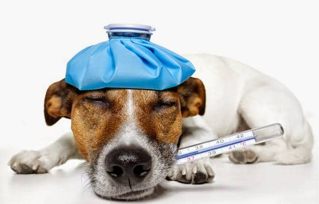 Can My Dog Catch My Cold?
