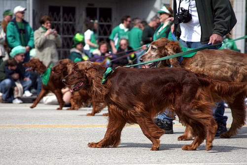 Celtic Canines – Irish Dog Breeds
