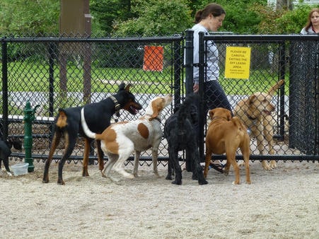 Dog Park Etiquette – What You Need To Know