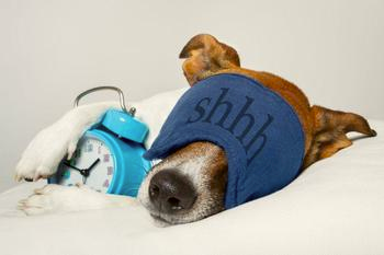 Daylight Saving Time: How ‘Falling Back’ Can Mess With Your Dog’s Head