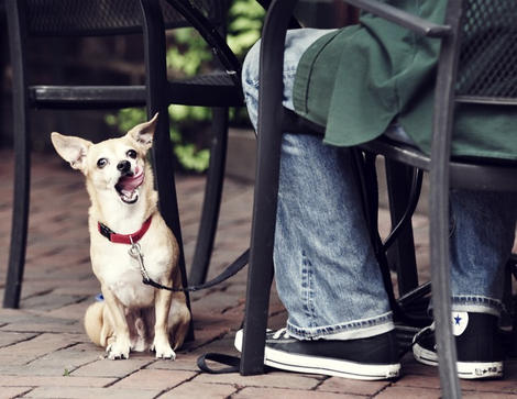 Dogs Can Now Legally Dine At Staten Island Restaurants