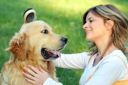 Fall Grooming MUSTS for your Dog