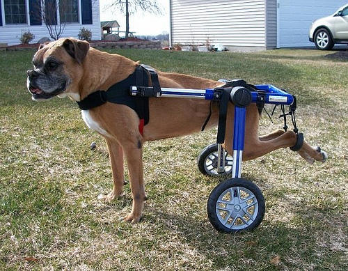 Specially-abled Pet Care Tips