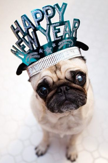 New Year’s Eve Pet Safety