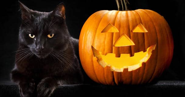 Black Cats & Halloween: Keep Them Safe!