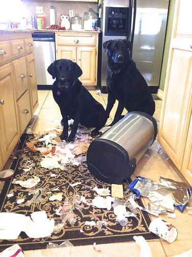 Unattended Pets And The Destruction They Can Cause