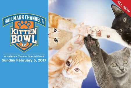 Meet the Purr-fect Starting Lineup for the 2017 Kitten Bowl