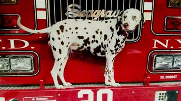 July 15th – National Pet Fire Safety Day