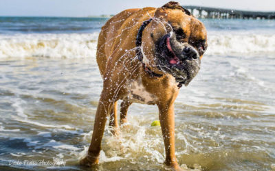 You NEED to take Your Pup to these Local Beaches