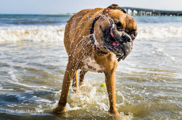 You NEED to take Your Pup to these Local Beaches