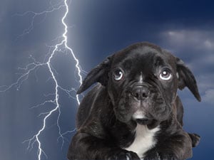 Helping Your Dog Cope with Thunder & Anxiety