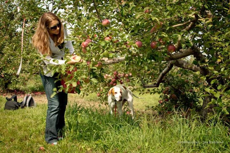 Dog-Friendly Apple Picking - Happy at Home