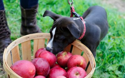 Dog-Friendly Apple Picking