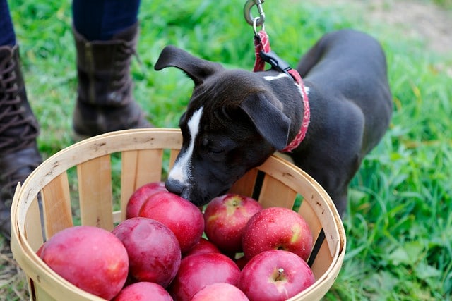 Dog-Friendly Apple Picking