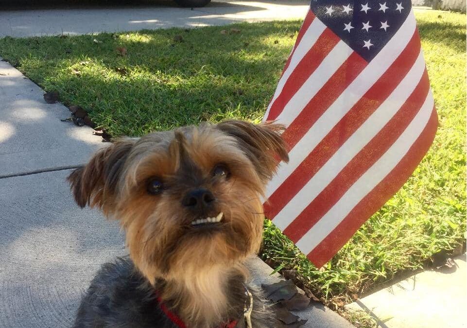 Keeping Your Pets Safe on the 4th of July